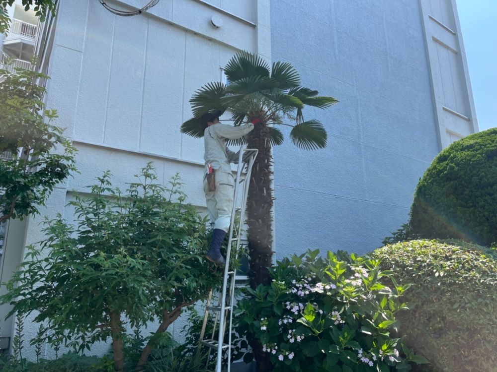 [Landscaping business] ⭐ ︎ you can learn Japanese traditions ⭐ ︎ inexperienced people are welcome ⭐ ︎ ♪ why don't you become a gardener ♪
