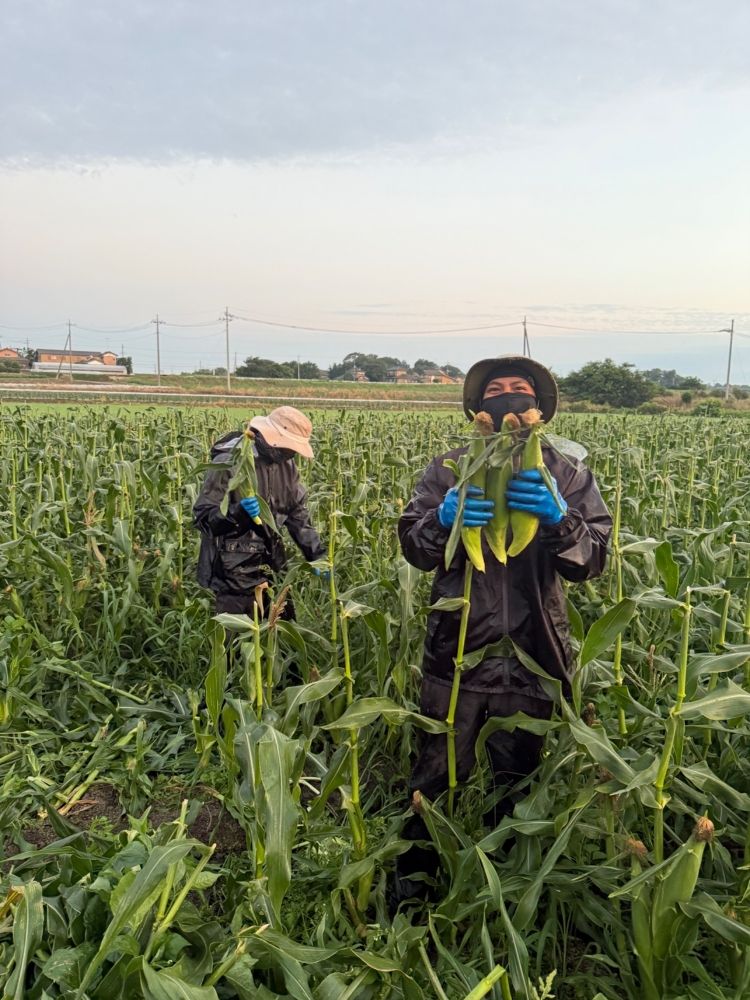 [Equipe de trabalho agrícola] Estrangeiros ativos/Vamos trabalhar na natureza/aqueles que gostam de agricultura são bem-vindos