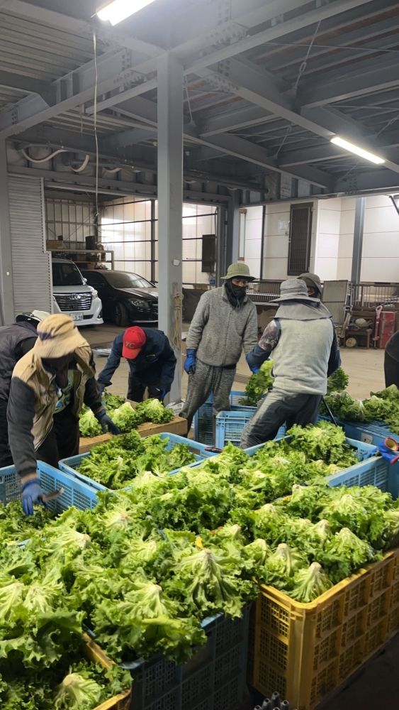 [Equipe de trabalho agrícola] Estrangeiros ativos/Vamos trabalhar na natureza/aqueles que gostam de agricultura são bem-vindos