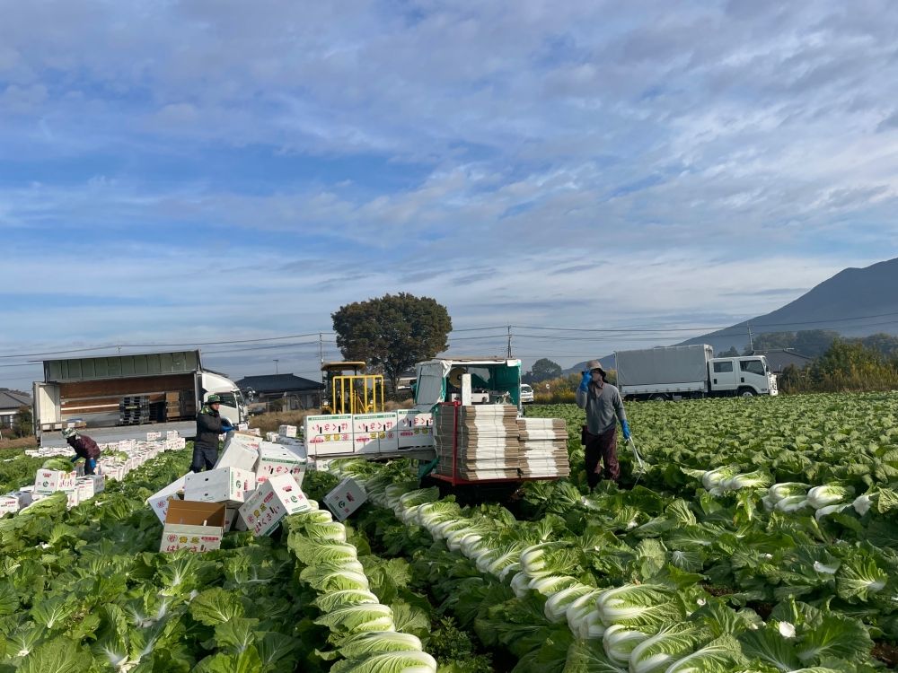 [Equipe de trabalho agrícola] Estrangeiros ativos/Vamos trabalhar na natureza/aqueles que gostam de agricultura são bem-vindos
