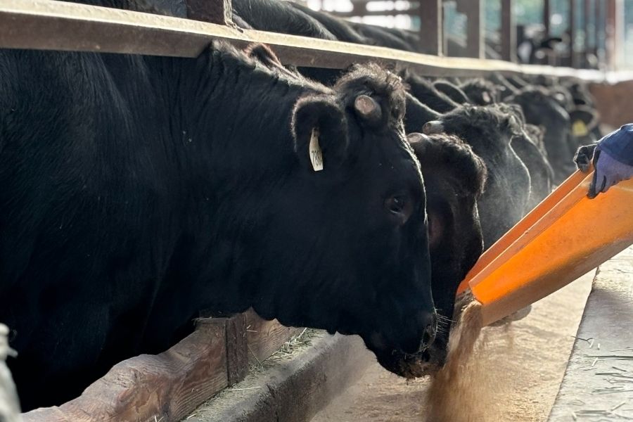 Làm việc trong khi được thiên nhiên bao quanh [Giúp bò phát triển tốt] Những người thích động vật/tư vấn ký túc xá OK