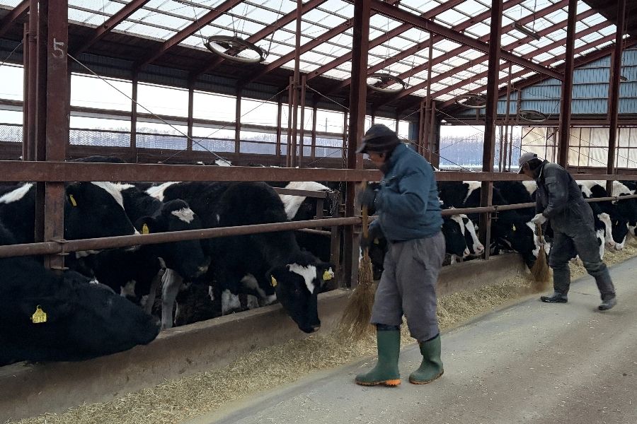 Làm việc trong khi được thiên nhiên bao quanh [Giúp bò phát triển tốt] Những người thích động vật/tư vấn ký túc xá OK