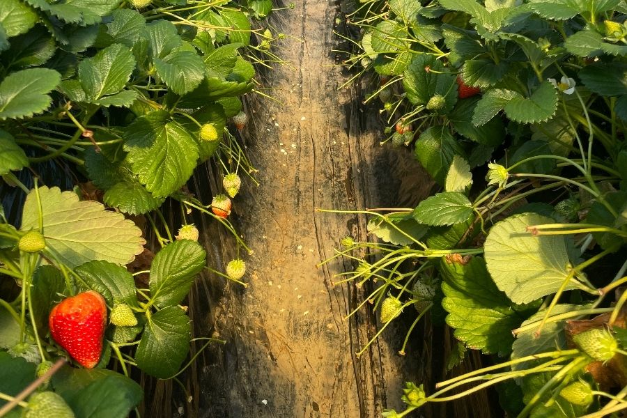아침의 짧은 시간 [딸기 관리/수확] 미숙한 환영/딸기를 좋아하는 사람 모집