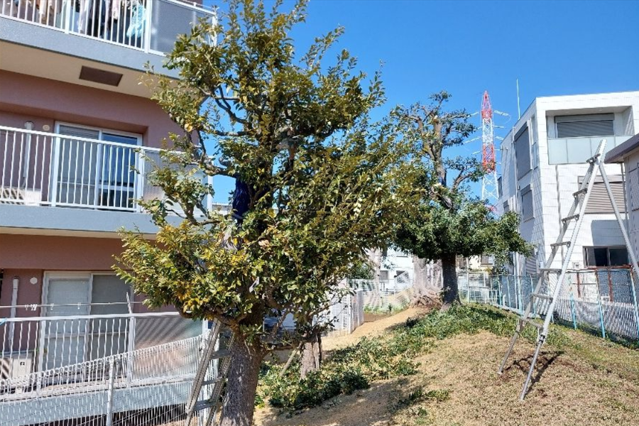 月薪25万日元~为什么不作为没有经验的 “园艺专业人士” 获得终身技能