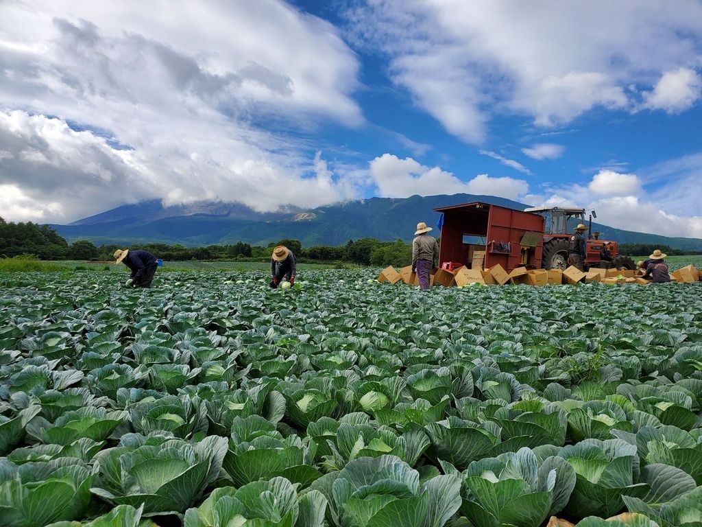 農業 キャベツ栽培 収穫 フルタイム 寮完備 株式会社ウイルテック Yolo Japan